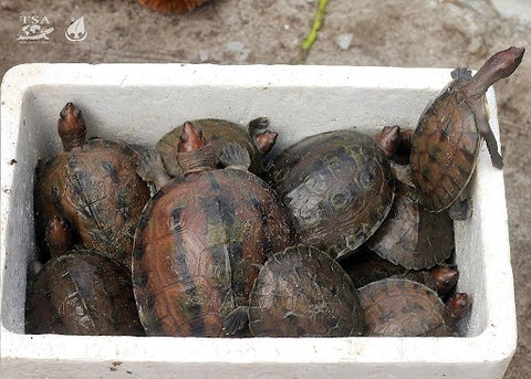 Threats to Painted Terrapins include poaching of adults for food and pets and eggs for food, incidental capture in fishing nets, coastal habitat destruction, and sand mining.