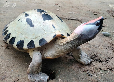 Painted Terrapins exhibit sexual dimorphism, whereby differing forms or characteristics are expressed between the sexes. The male (top) and female (bottom) are both in breeding coloration. Differences in color between sexes is a type of sexual dimorphism known as sexual dichromatism.