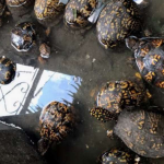 Kentucky turtles